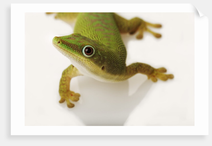 Day Gecko by Anonymous