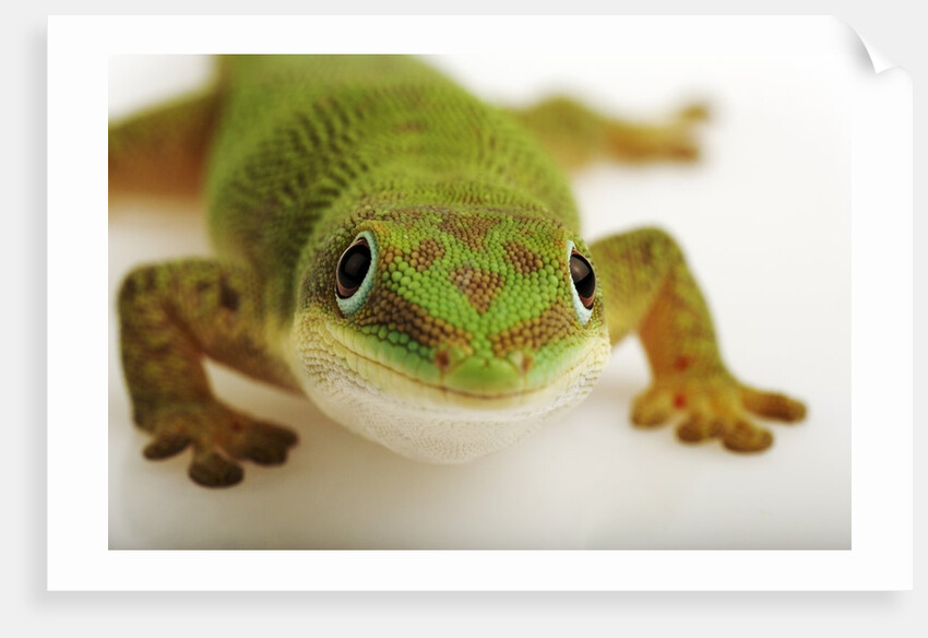 Day Gecko by Anonymous