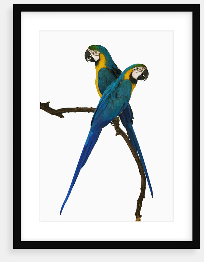 Blue-and-Gold Macaws by Anonymous