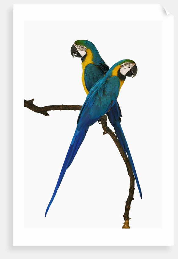 Blue-and-Gold Macaws by Anonymous
