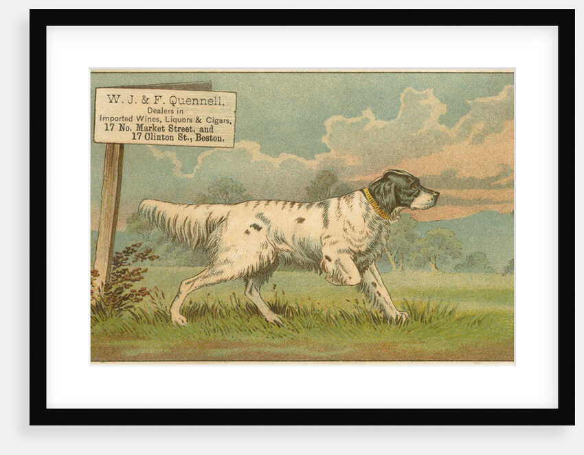 W.J. & F. Quennell Trade Card with an English Setter by Anonymous