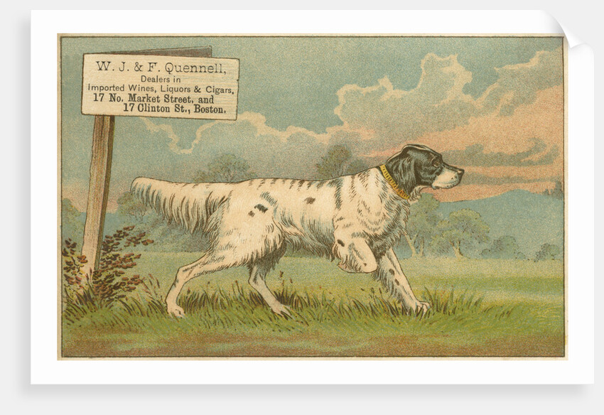 W.J. & F. Quennell Trade Card with an English Setter by Anonymous