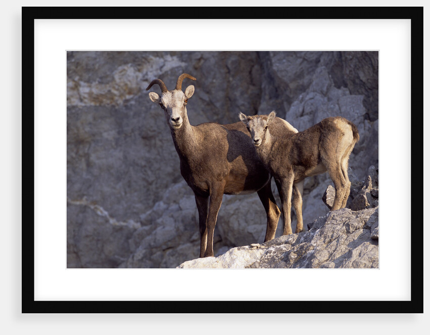 Stone Sheep Eve and Lamb on Rocky Slope by Anonymous