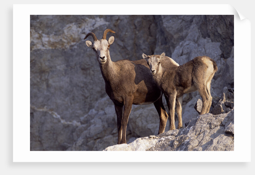 Stone Sheep Eve and Lamb on Rocky Slope by Anonymous