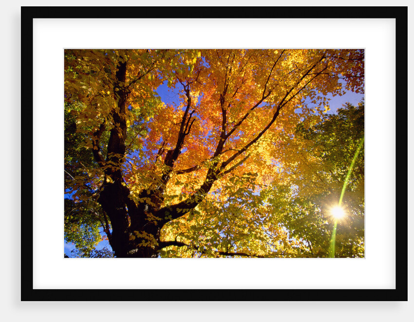 Sunlight Shining Through Sugar Maple Leaf Canopy by Anonymous