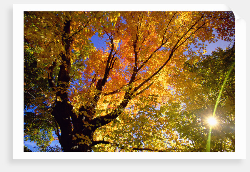 Sunlight Shining Through Sugar Maple Leaf Canopy by Anonymous