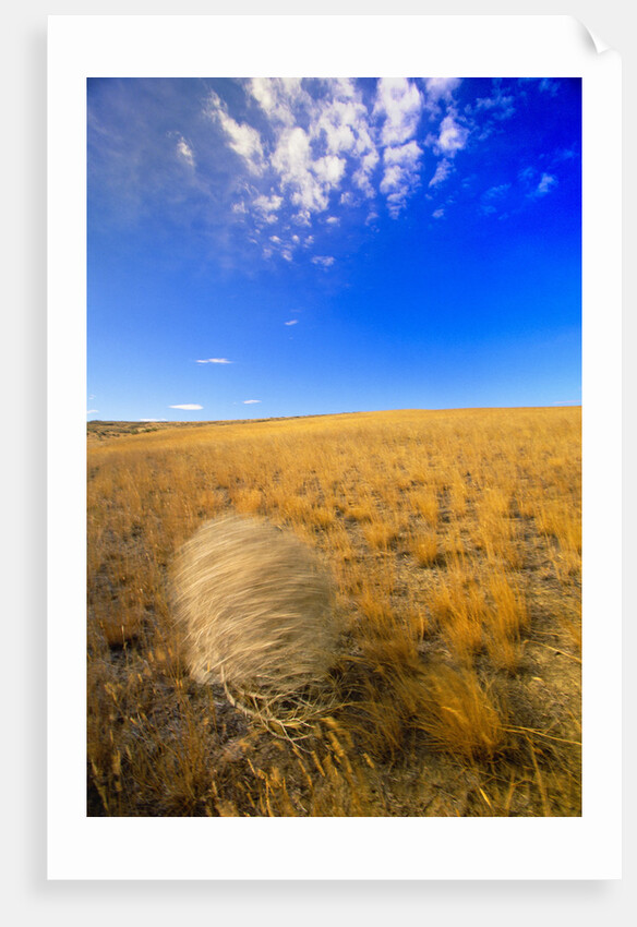 Tumbleweed Rolling over Prairie by Anonymous