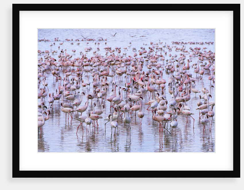 Flock of Lesser Flamingoes in Shallow Lake by Anonymous
