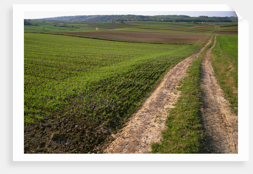 Dirt Road in Farmland by Anonymous