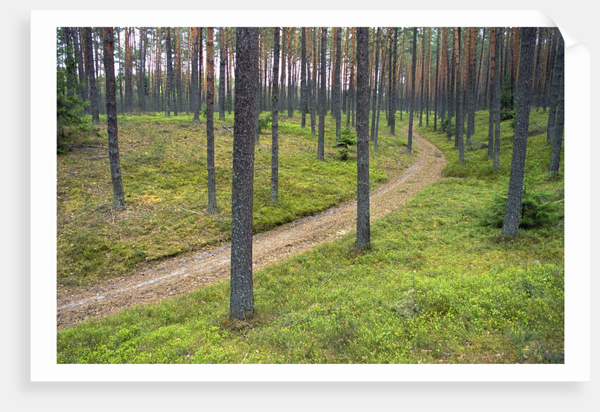 Dirt Road in Pine Forest by Anonymous
