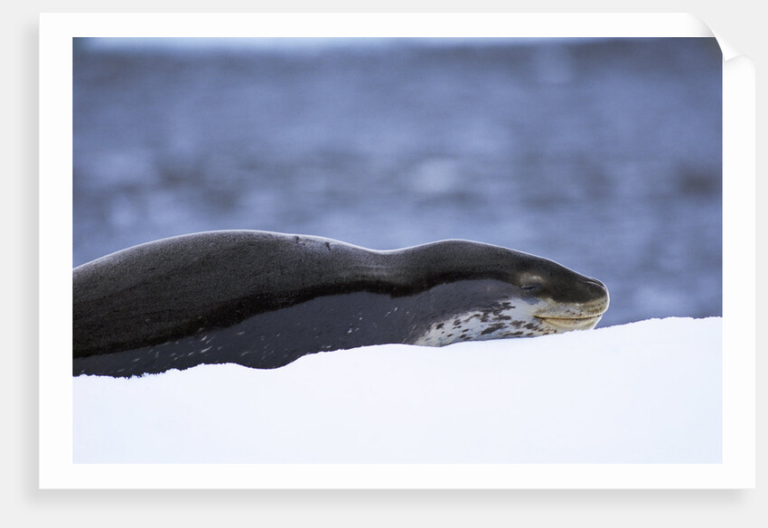 Leopard Seal Resting on Ice by Anonymous