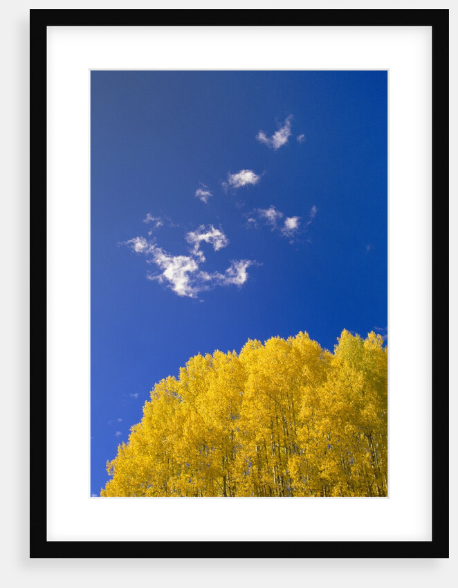 Yellow Aspens and Blue Sky by Anonymous