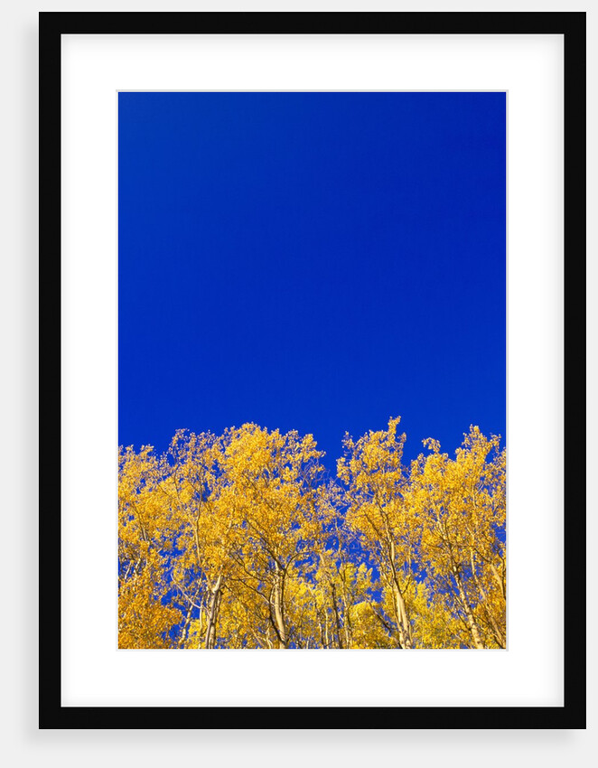 Yellow Aspens and Blue Sky by Anonymous