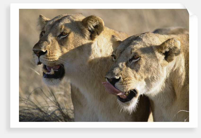 Lionesses Watching Savanna by Anonymous