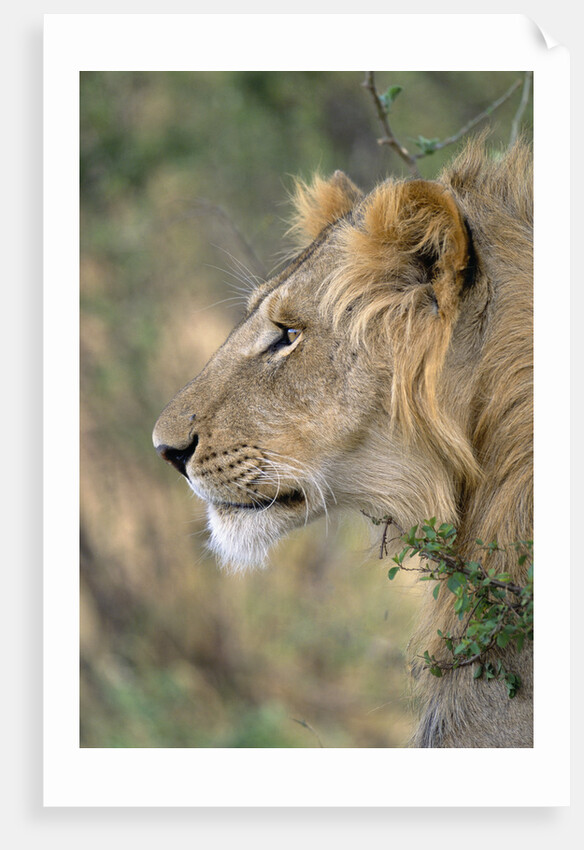 Lion in Bushes by Anonymous