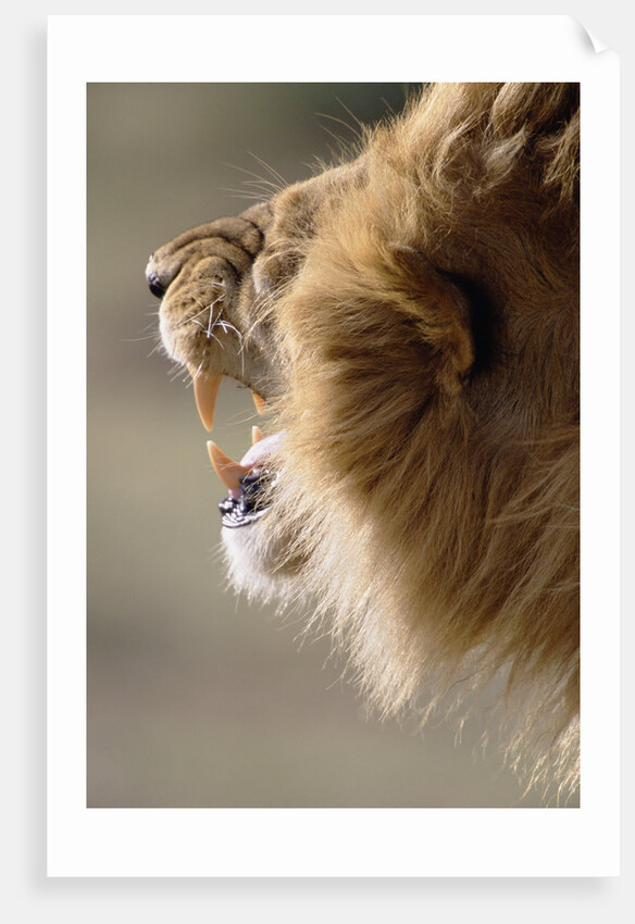 Lion Roaring by Anonymous
