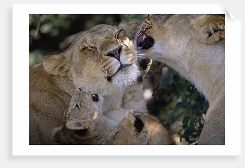 Lionesses Grooming One Another in Shade by Anonymous