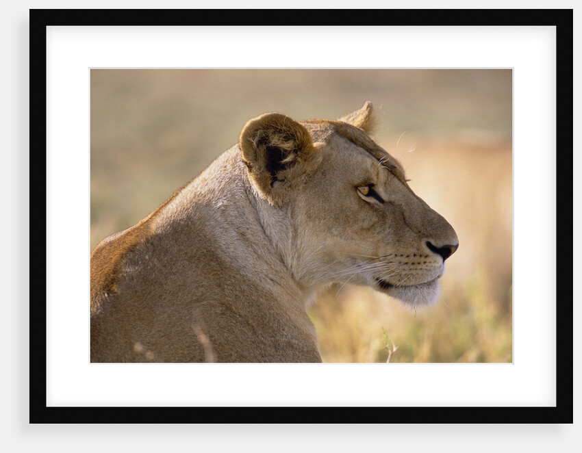 Lioness Resting by Anonymous