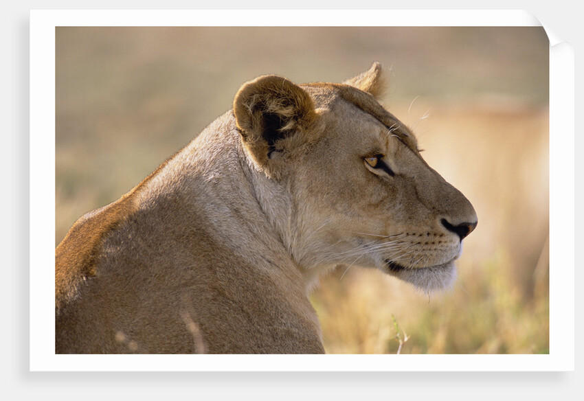Lioness Resting by Anonymous