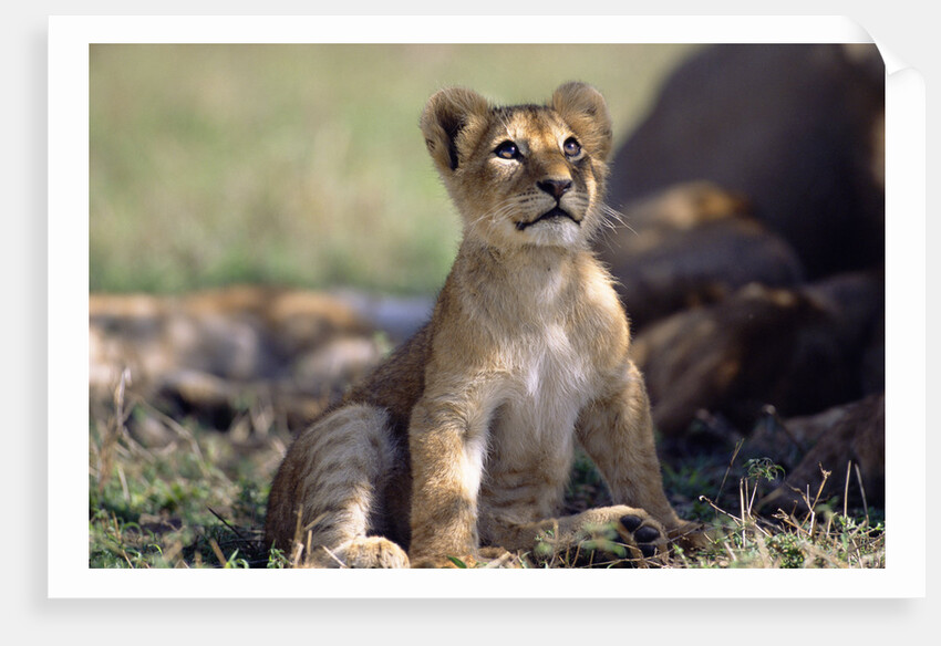 Lion Cub Watching Birds by Anonymous