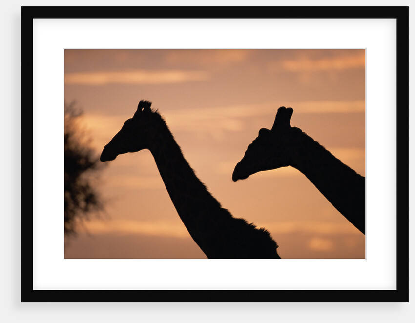 Masai Giraffes, Female and Male, Against Morning Sky by Anonymous