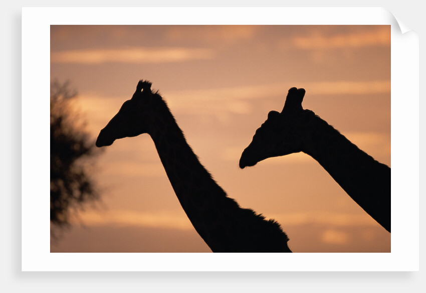 Masai Giraffes, Female and Male, Against Morning Sky by Anonymous