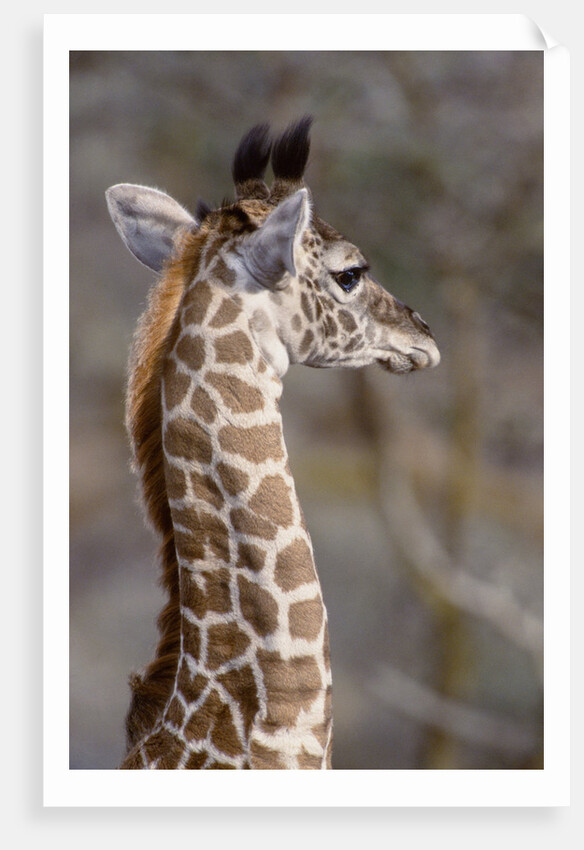 Masai Giraffe Calf by Anonymous