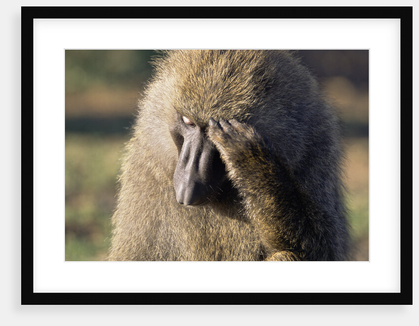 Olive Baboon Male Looking Pensive by Anonymous