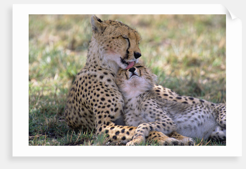 Cheetah Mother Licks Her Young Cub by Anonymous