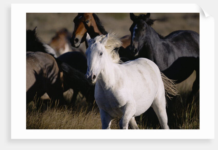 Wild Mustangs Running in Wyoming by Anonymous