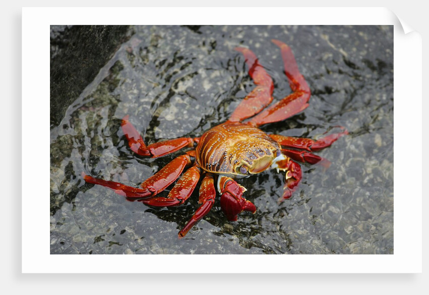 Sally Lightfoot Crab by Anonymous