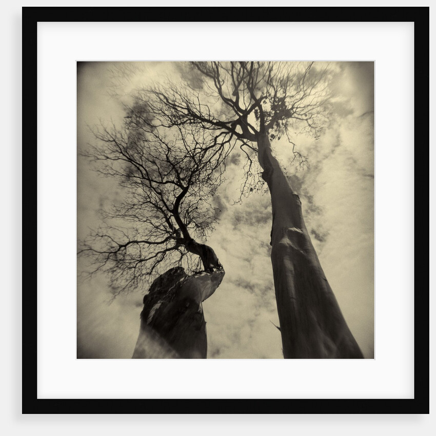 Madrona Trees by Kevin Cruff