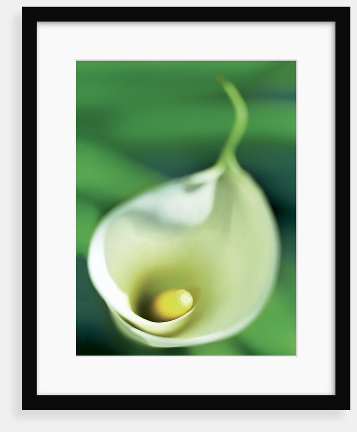 Calla Lily by Anonymous