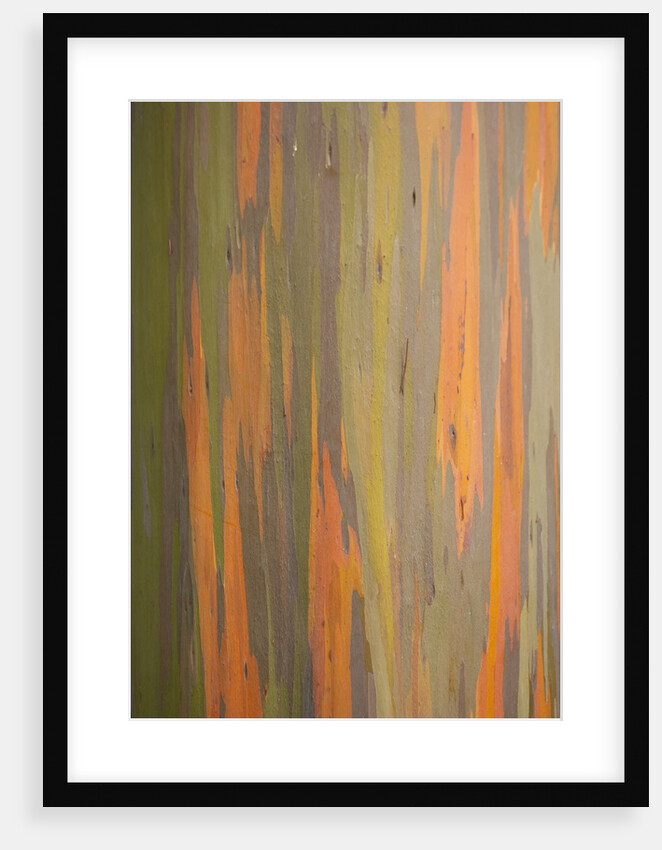 Rainbow Eucalyptus Tree Bark by Anonymous