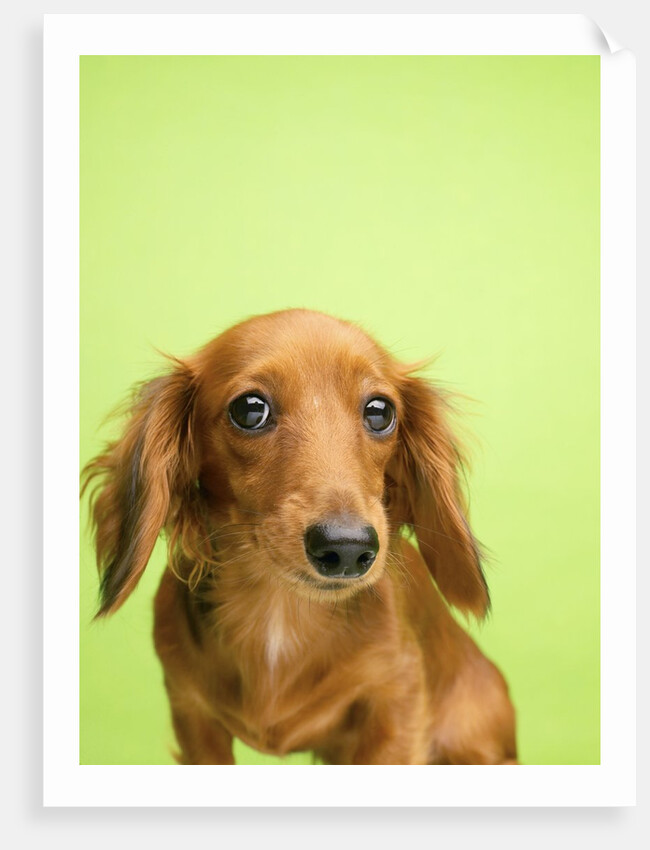 Adorable Cutey Patooty by Anonymous