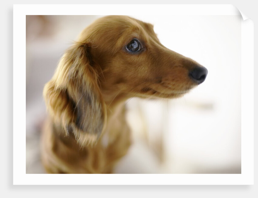 Dachshund by Anonymous