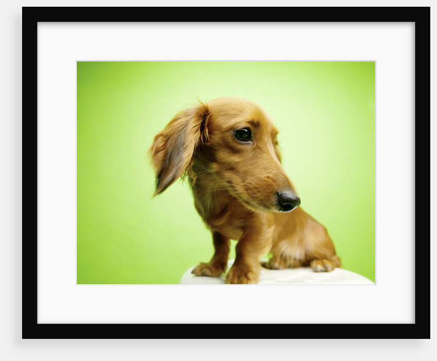 Cute Dachshund by Anonymous