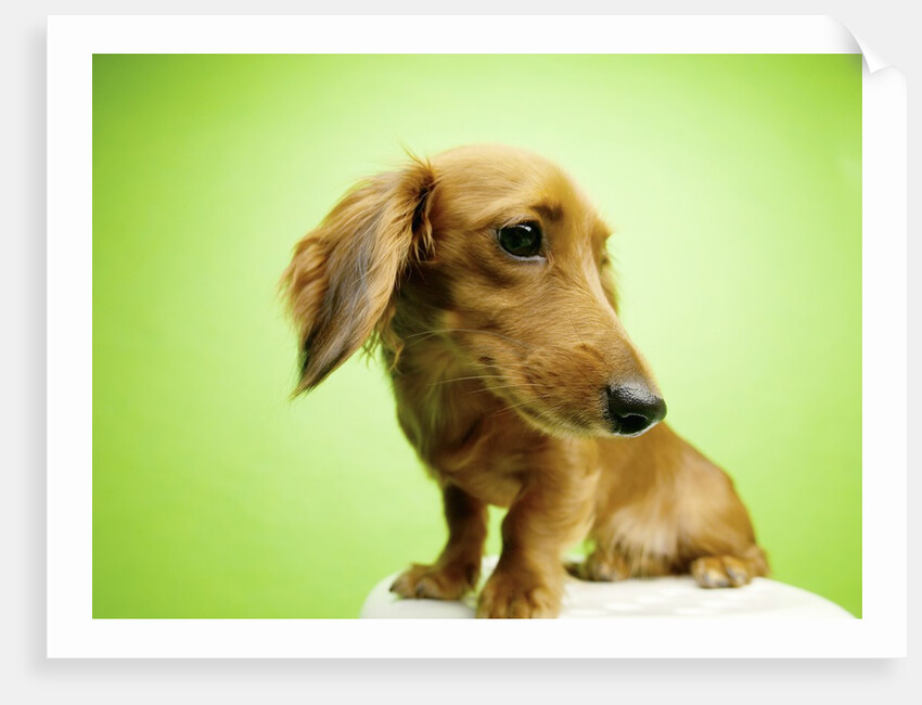 Cute Dachshund by Anonymous