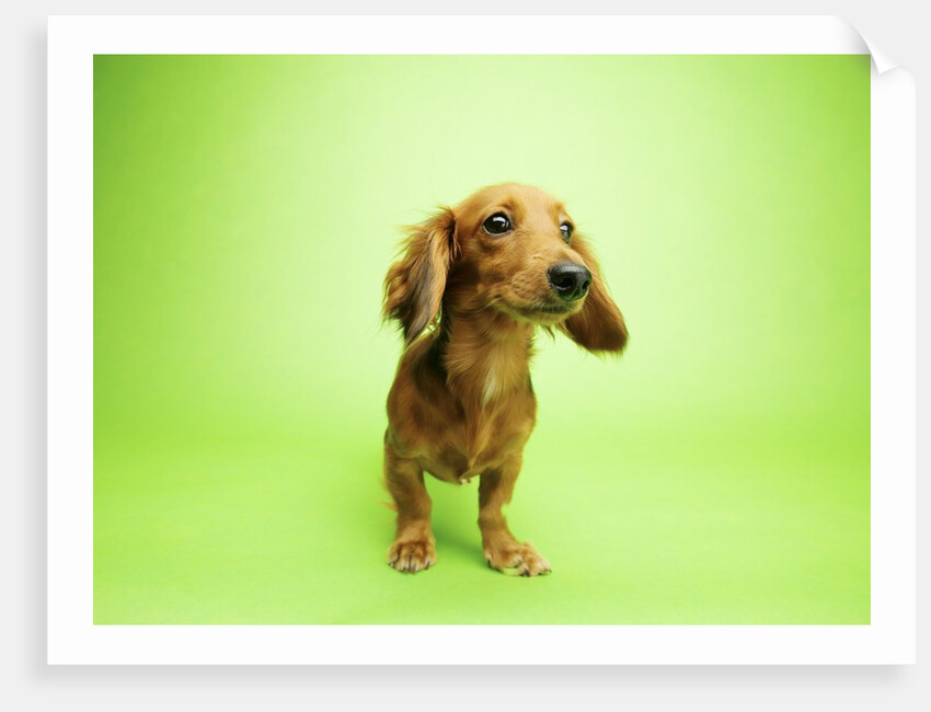 Dachshund by Anonymous