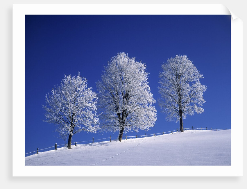 Hoar Frost on Trees by Anonymous