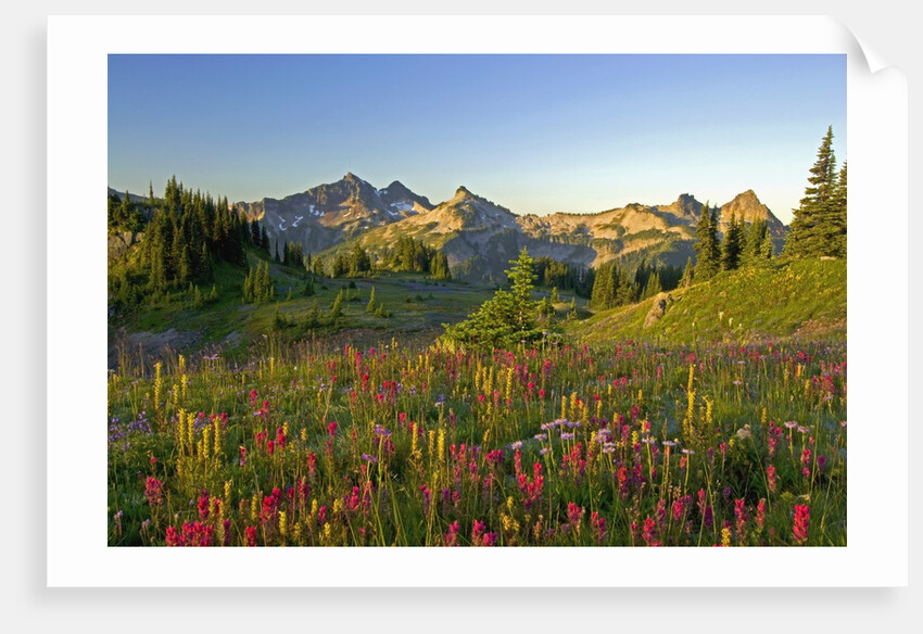 Wildflowers and Tatoosh Range by Anonymous