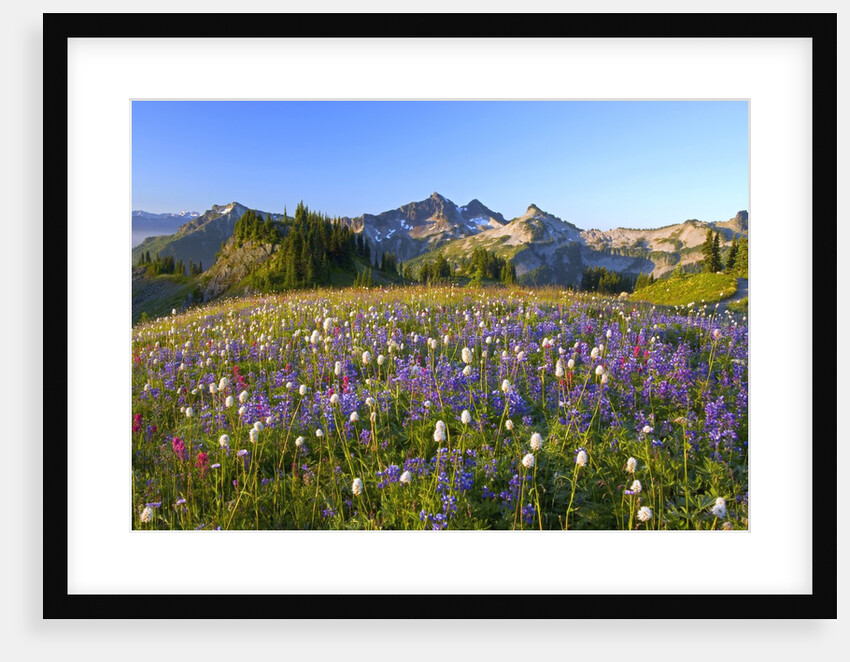 Wildflowers and Tatoosh Range by Anonymous