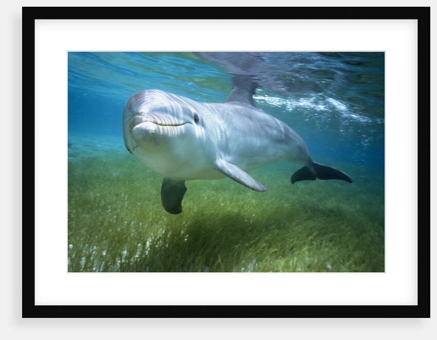Bottlenosed Dolphin by Anonymous