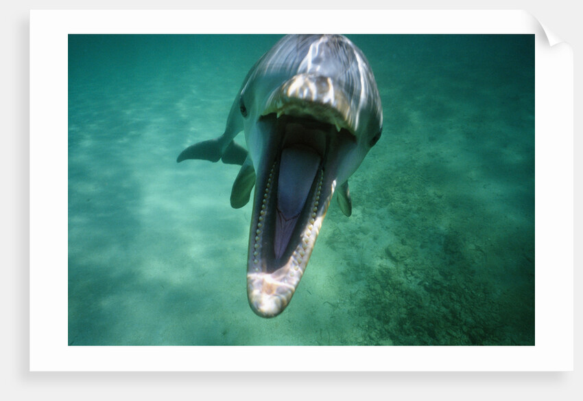 Bottlenosed Dolphin with Mouth Open by Anonymous