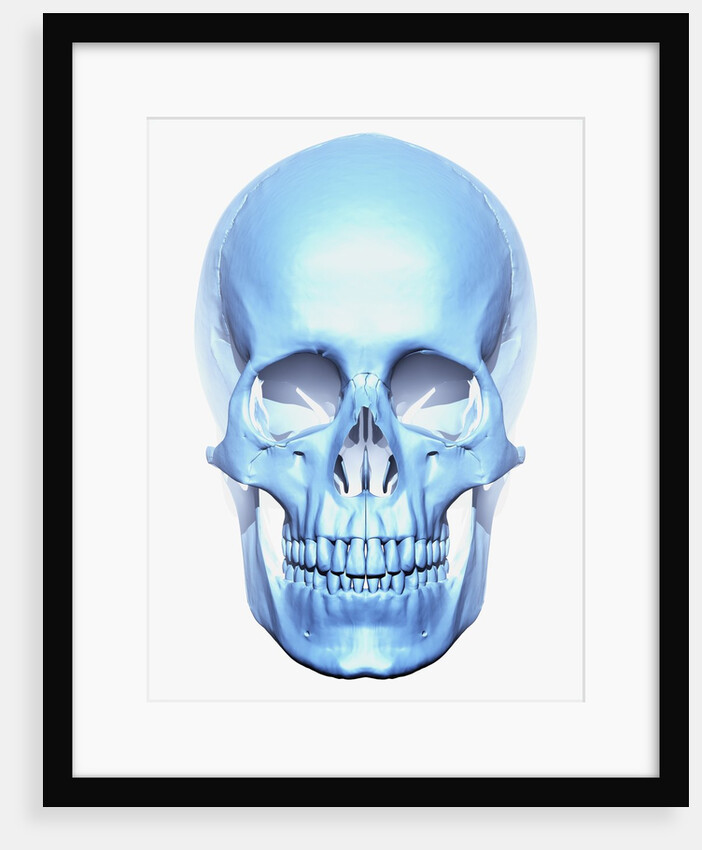 Skull by Anonymous