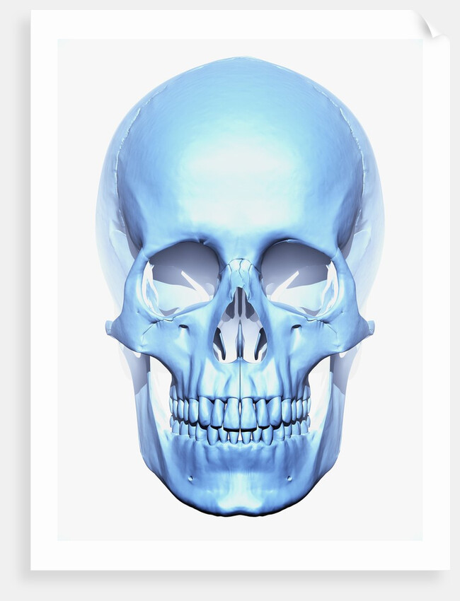 Skull by Anonymous
