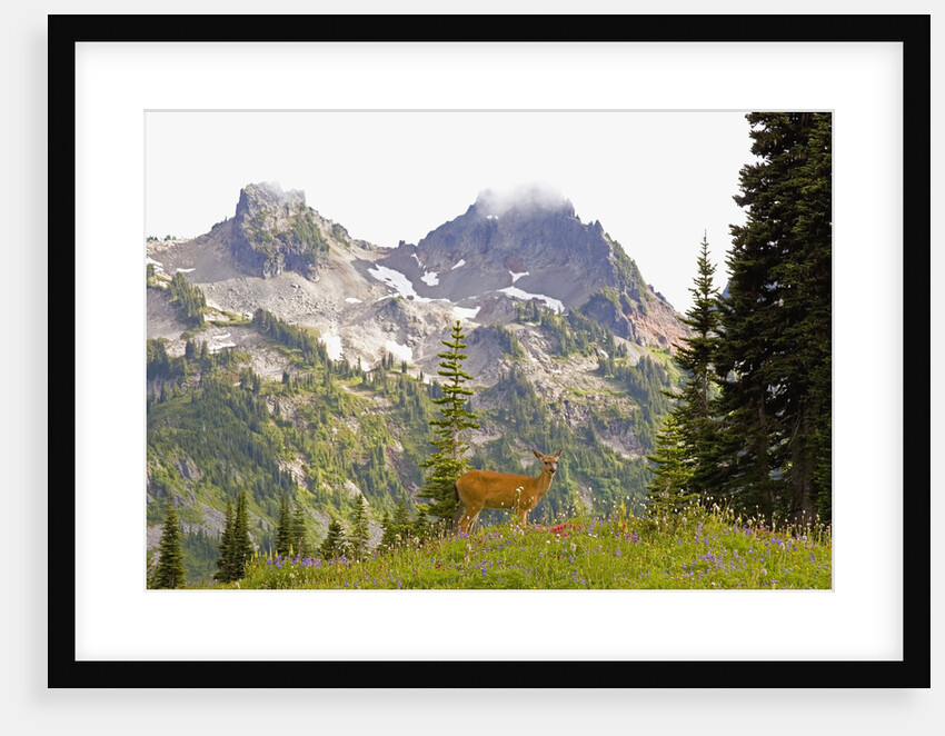 Deer and Pinnacle Peak by Anonymous