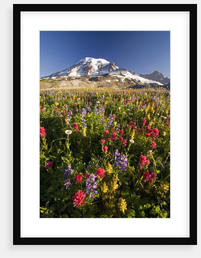 Mount Rainier and Wildflowers by Anonymous