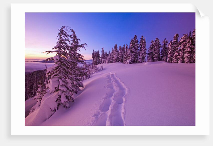 Snow-Covered Trees at Dawn by Anonymous