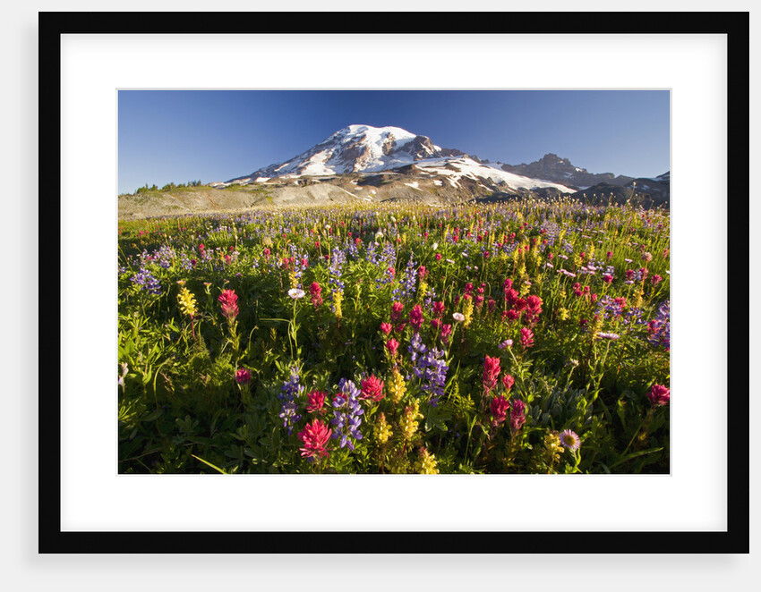 Mount Rainier and Wildflowers by Anonymous